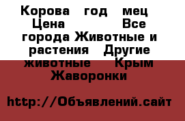 Корова 1 год 4 мец › Цена ­ 27 000 - Все города Животные и растения » Другие животные   . Крым,Жаворонки